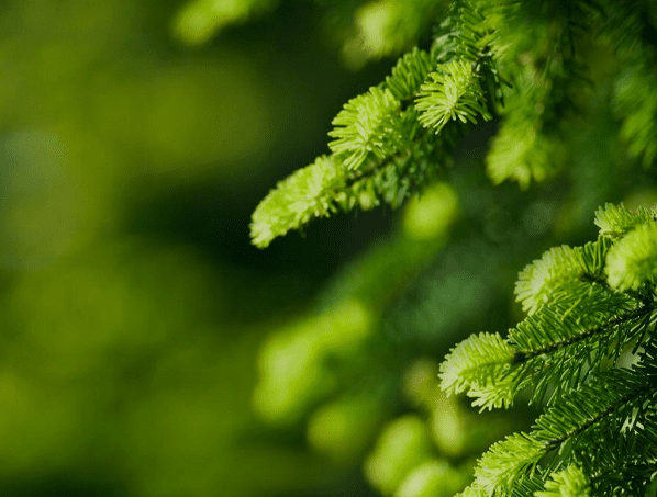 Web Design Inspiration: EverGreen Infrastructure